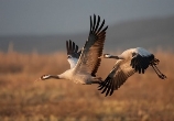 http://birds-ukraine.pp.ua/images/slideshow/Grus%20grus/Grus%20grus2.jpg